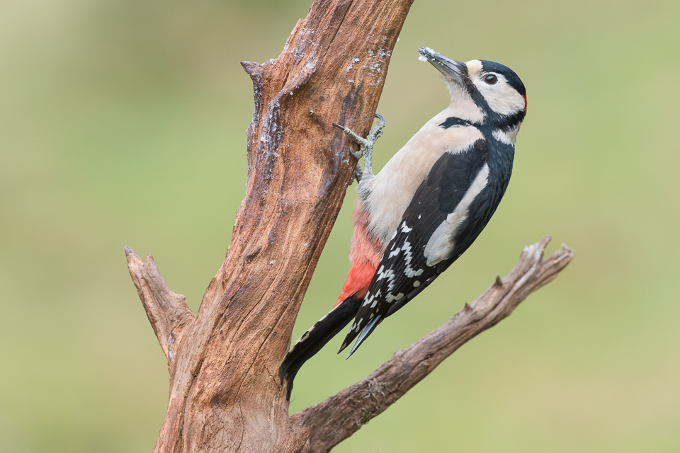 Great Spotted Woodpecker