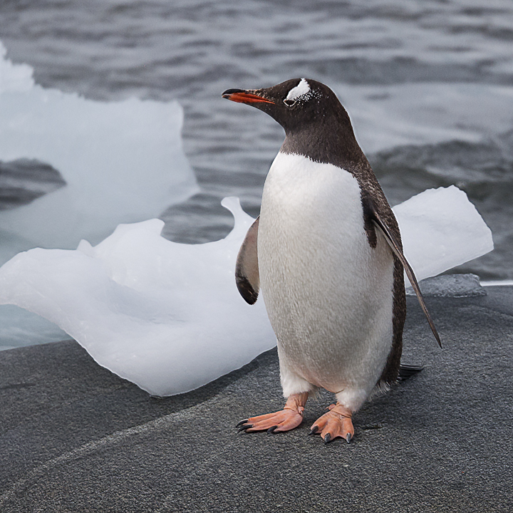 Gentoo Penguin