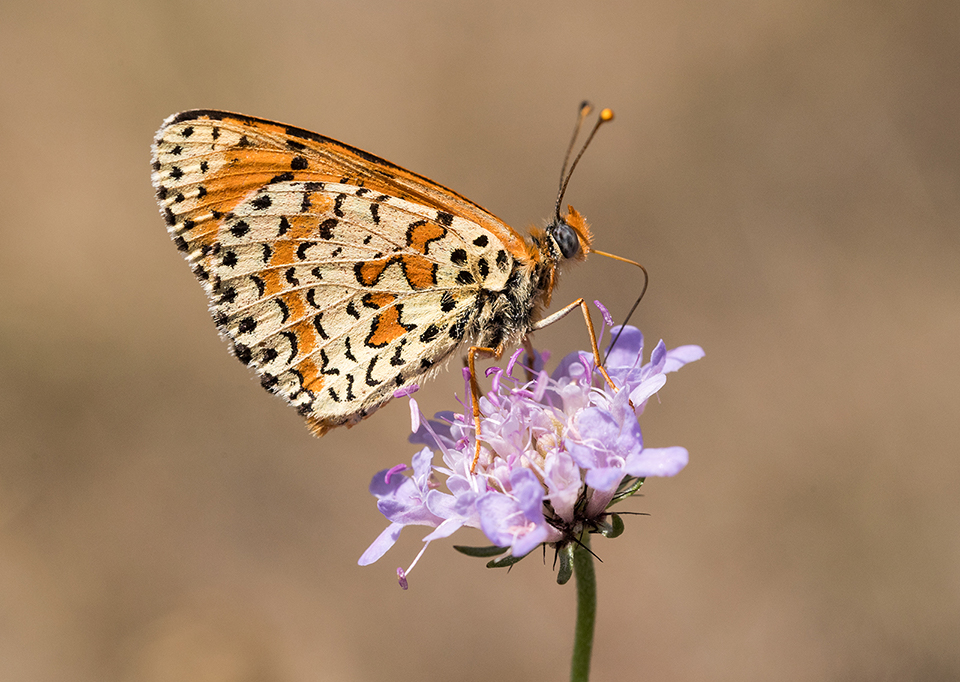 Glanville Fritillary Nectaring
