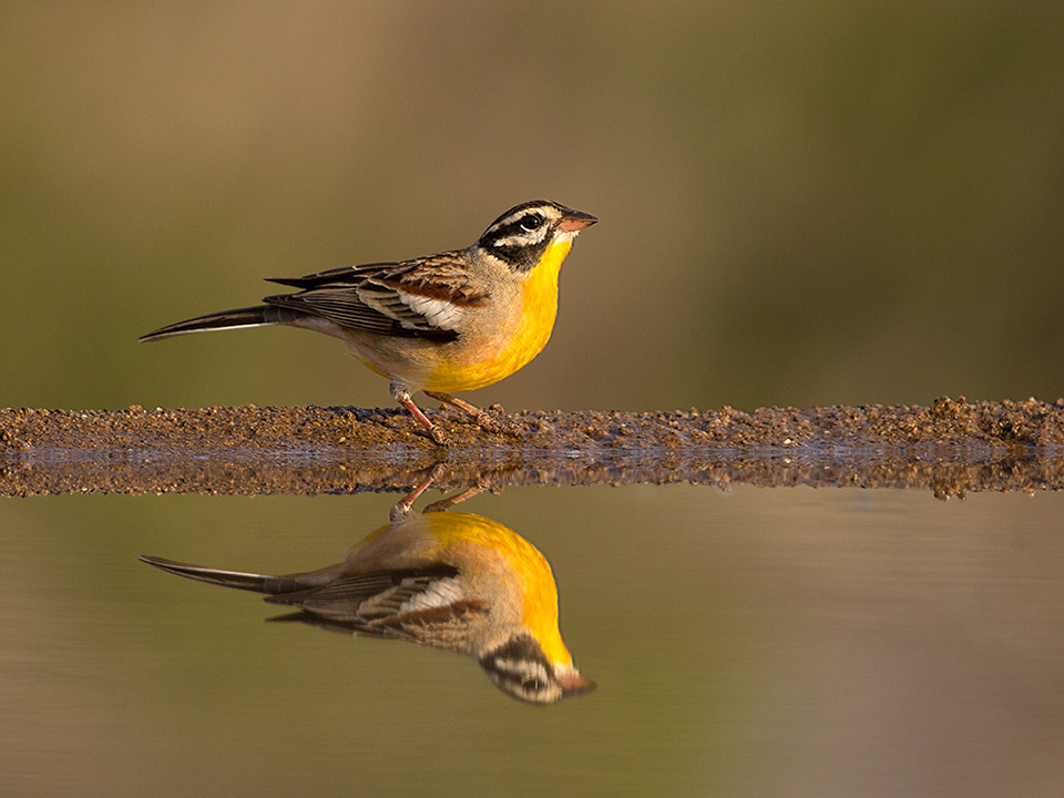 Golden Breasted Bunting