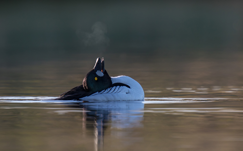 Goldeneye Drake Displaying