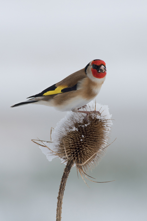 Goldfinch