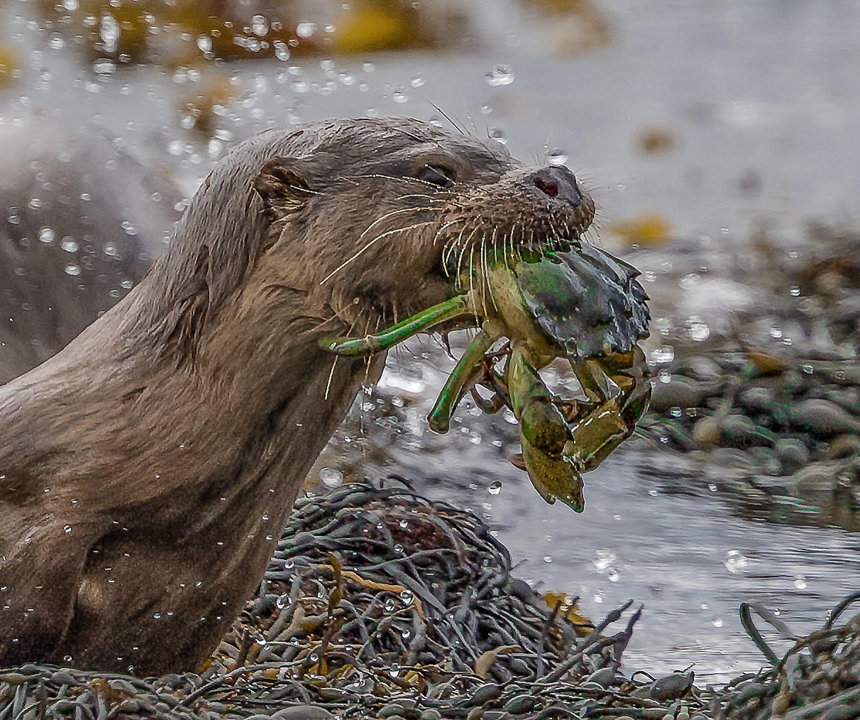 Otter with Green Crab