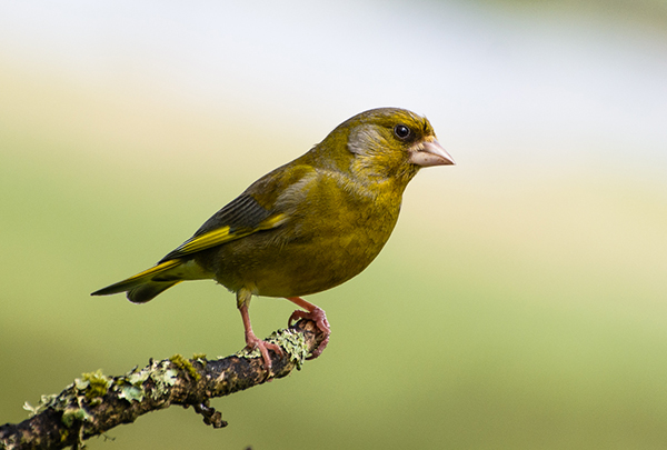 Greenfinch