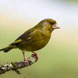 Greenfinch