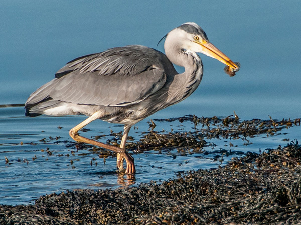 Grey Heron with Fish