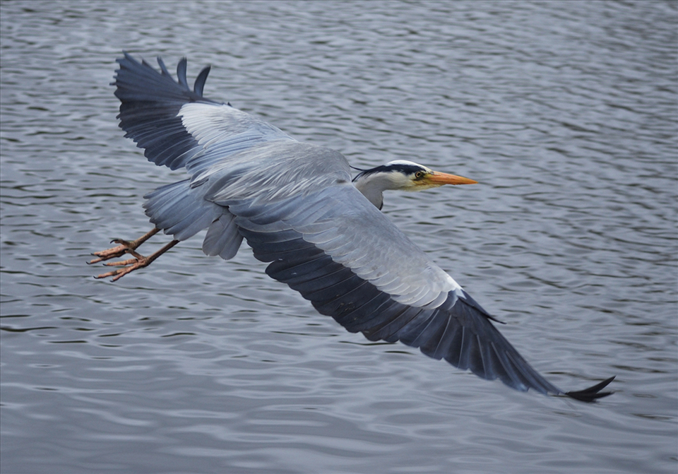 Grey Heron in Flight