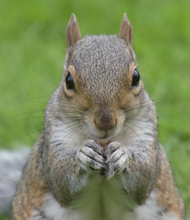 Grey Squirrel