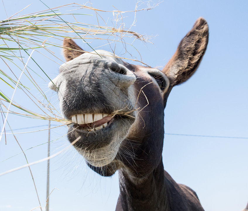 Grinning Donkey