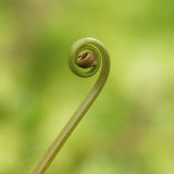 Growth Curve