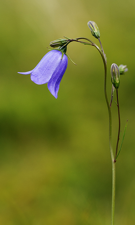 Harebell