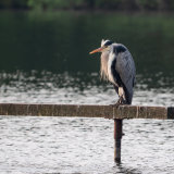 Heron on Perch