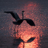 Heron Landing
