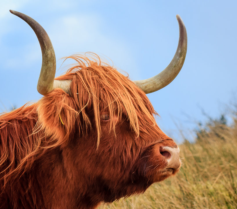 Highland Cow