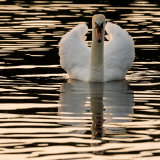 Hogganfield Swan