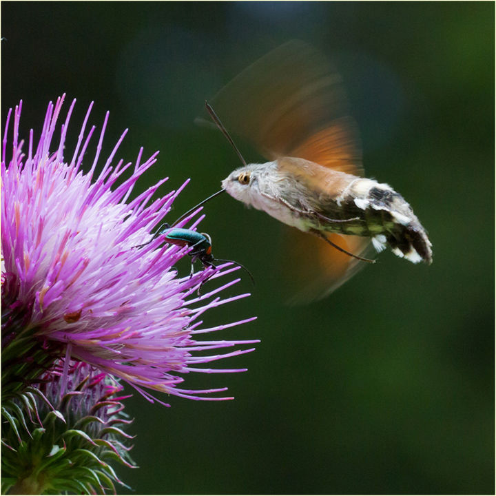 Hummingbird Hawkmoth