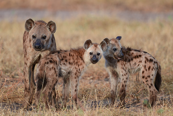 Hyena Mother and Cubs