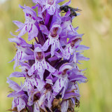 Common Spotted Orchid