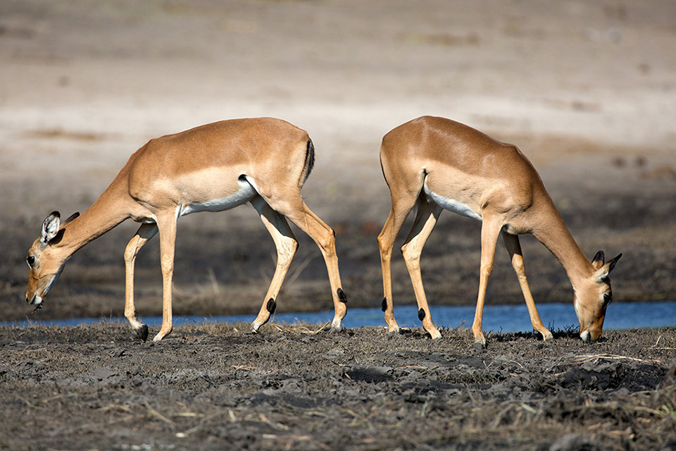 Impala Bookends