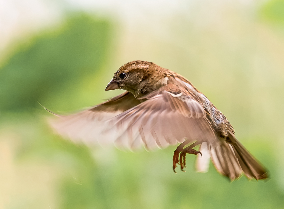 In Flight