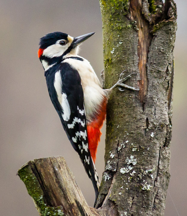 Woodpecker