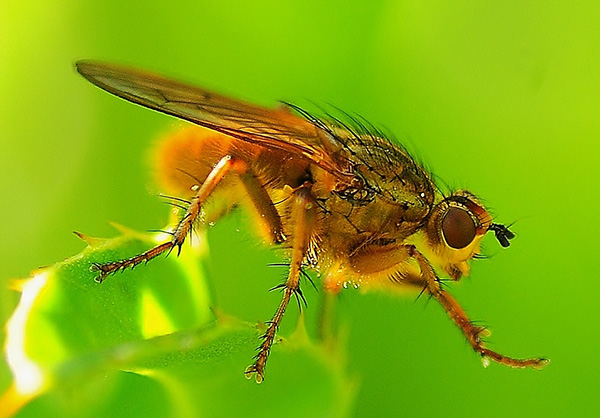 The Fly
