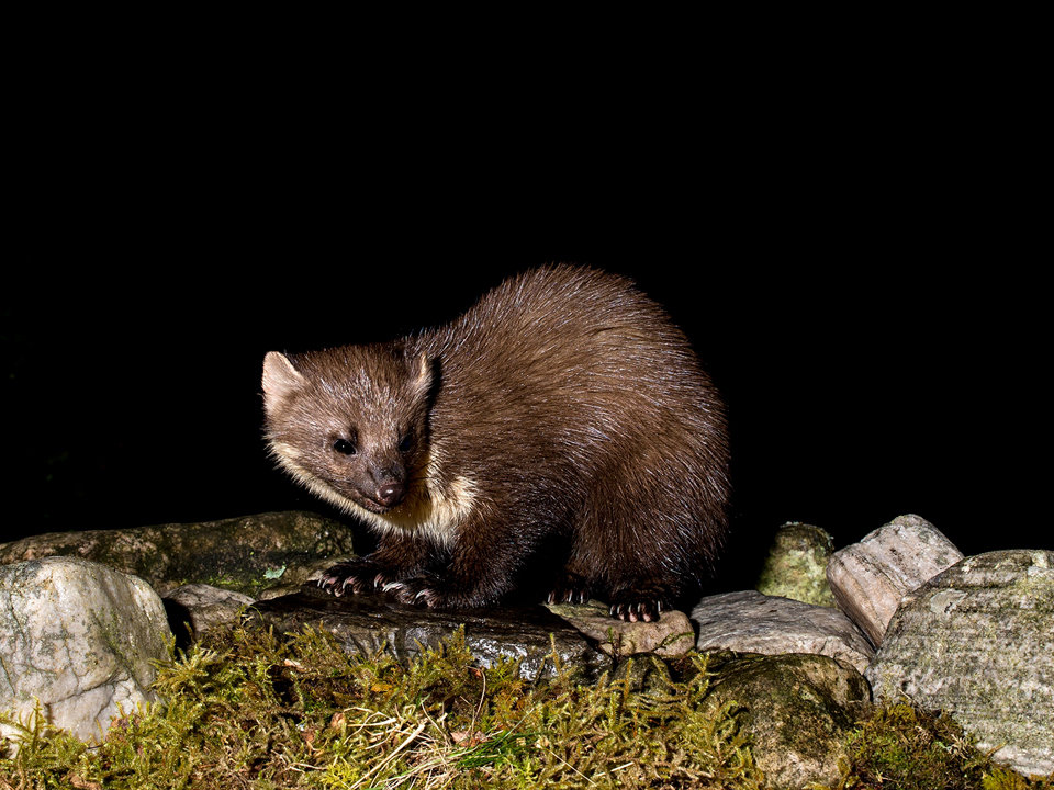 Pine Martin