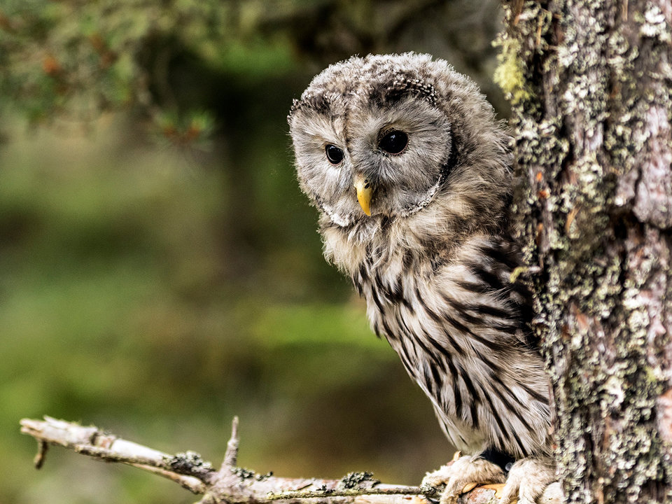 Ural Owl