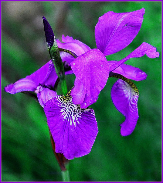 Iris in Walled Garden, Bellahouston Park, Glasgow