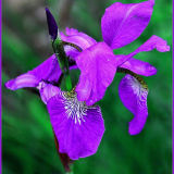 Iris in Walled Garden, Bellahouston Park, Glasgow