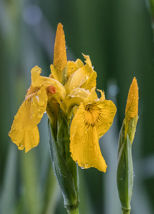 Iris