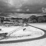 July - East Barnaigh, (Infrared image)