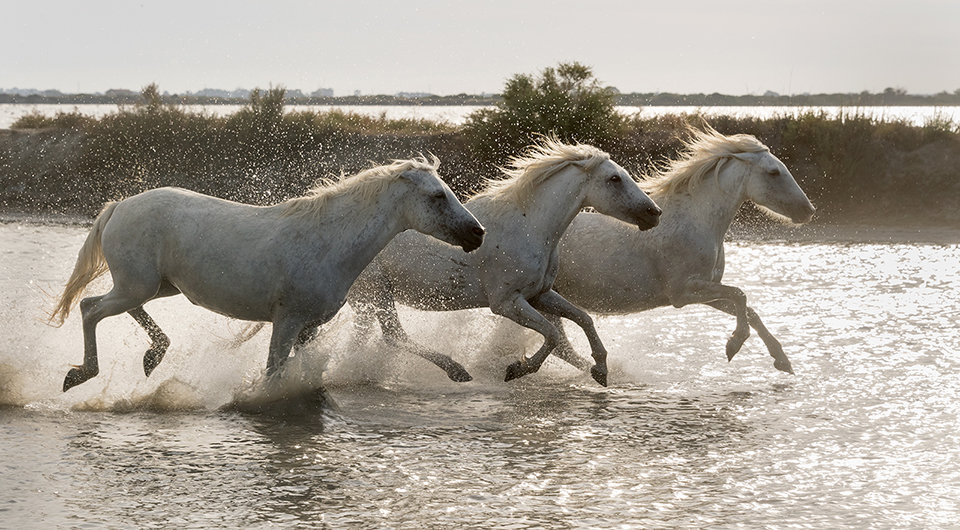 Juments de Camargue