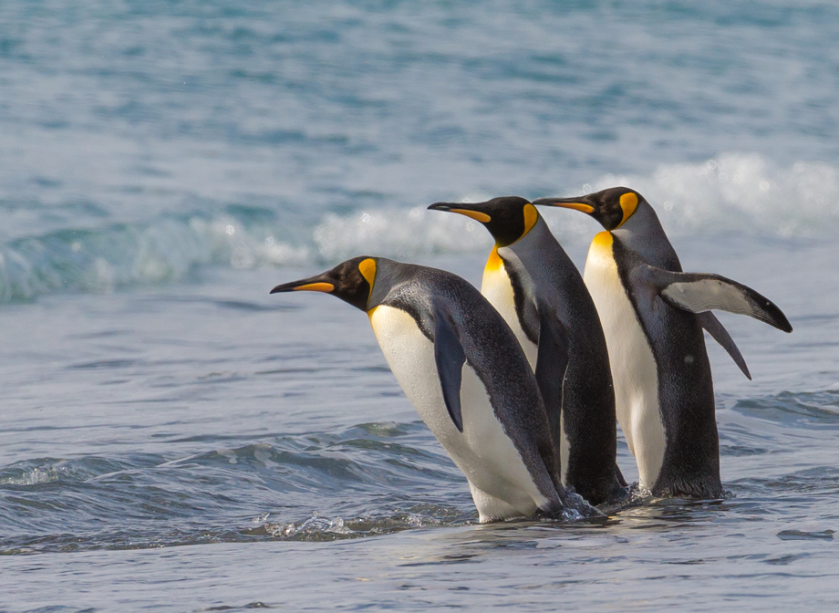 King Penguins
