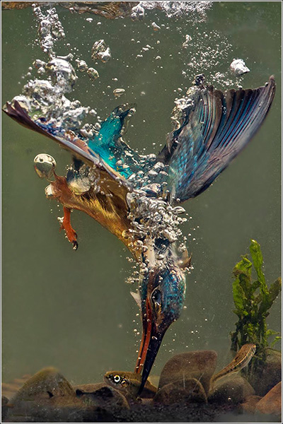 Kingfisher Catching Minnow