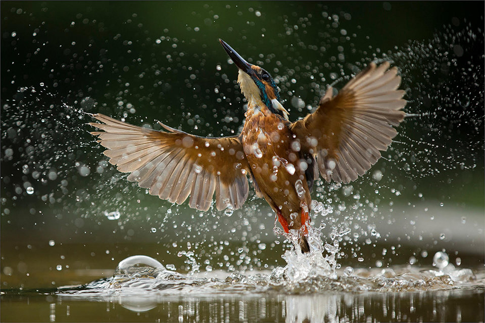 Kingfisher