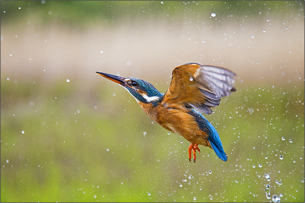 Kingfisher