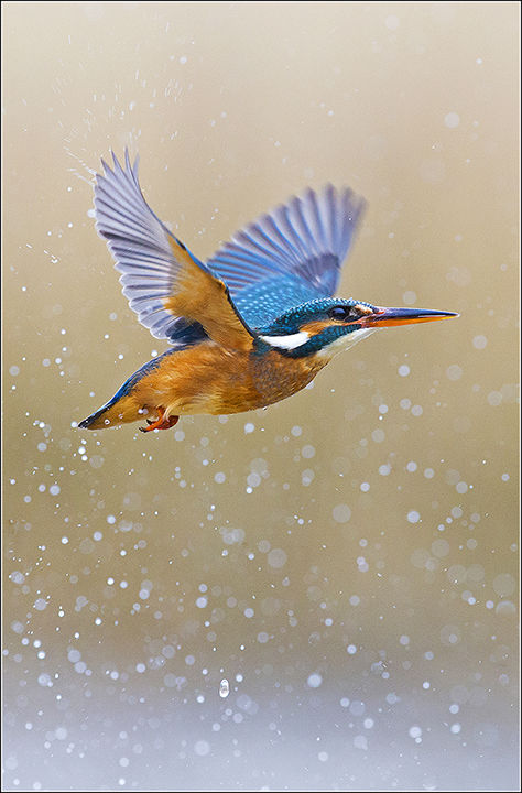 Kingfisher
