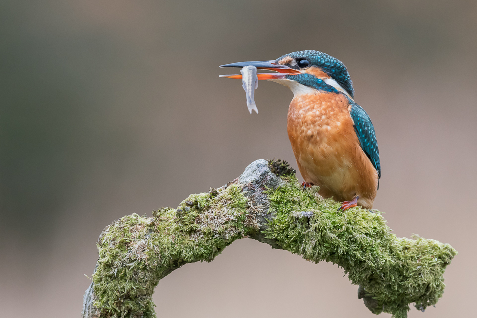 Kingfisher