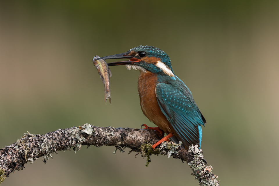 Kingfisher