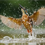 2nd Advanced: Kingfisher Emerging from Water: Mike Cruise