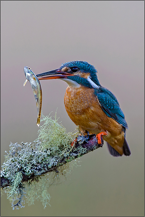 Kingfisher with Minnow