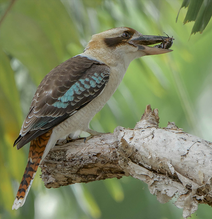 Kookaburra Lunch