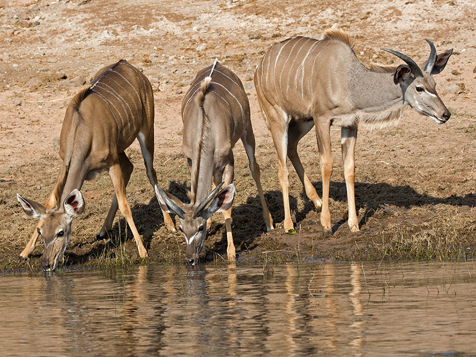 Kudu Trio