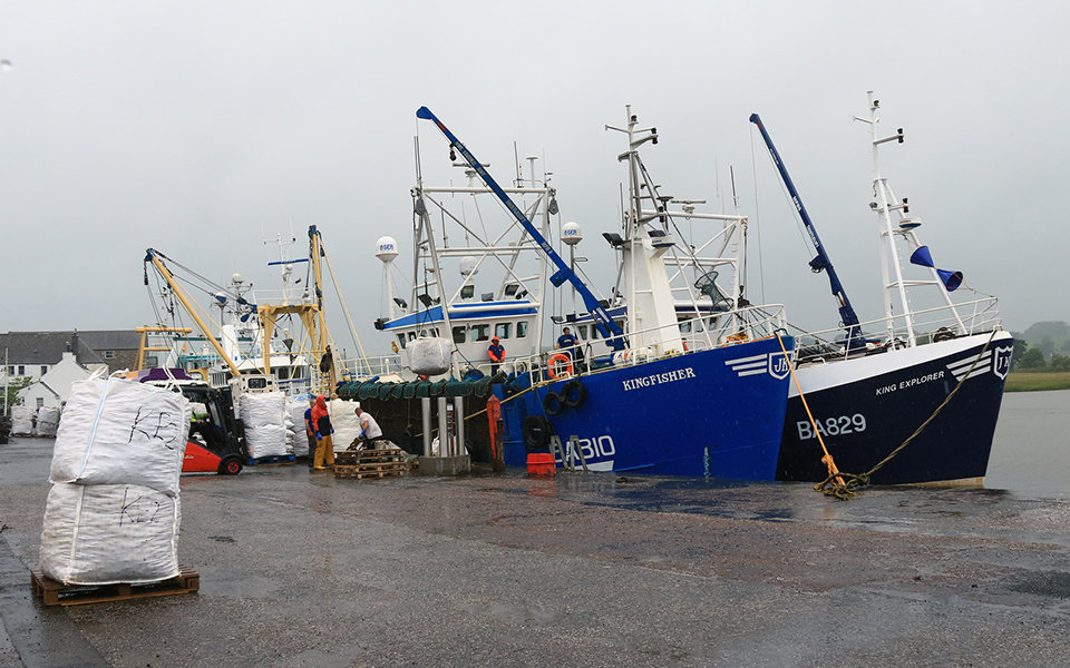 Landing the Queenies at Kircudbright Harbour