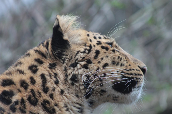 Leopard