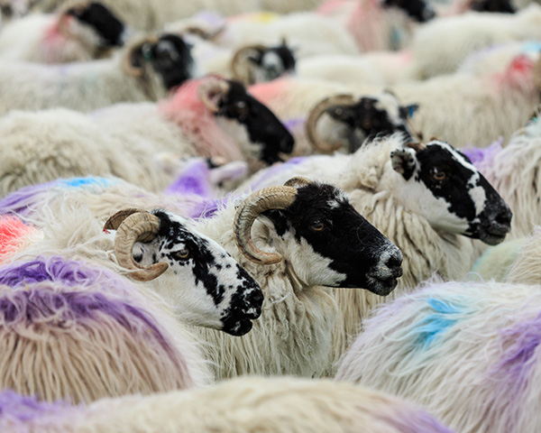 Lewis sheep
