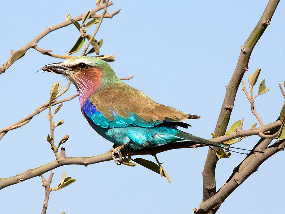 Lilac Breasted Roller