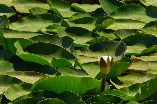Lily pond