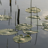 Lines and Circles, Castle Semple Loch